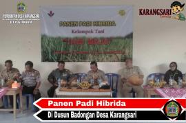 PANEN RAYA PADI HIBRIDA VARIETAS INTANI 602 DI DUSUN BADONGAN